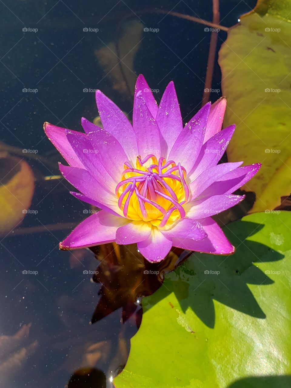 Beautiful colorful water lily