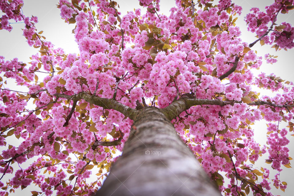 Tree seen from frog perspective with pink flowers in spring