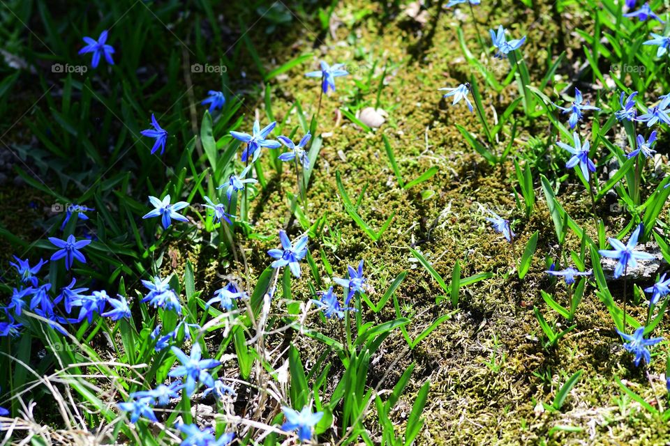 A patch of blue lilies blooming on a small hill top at the Botanical Gardens of Ringwood state park in New Jersey soak up the rays of plentiful sun.