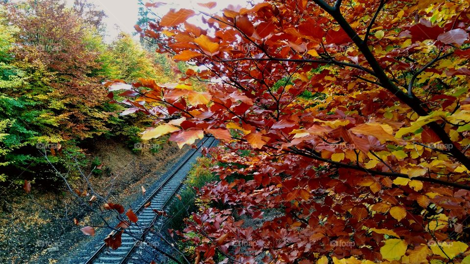 Autumn track