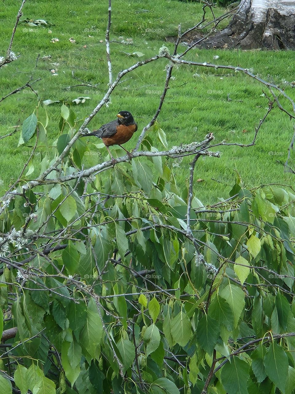 ckose up of red Robin in green Oregon park