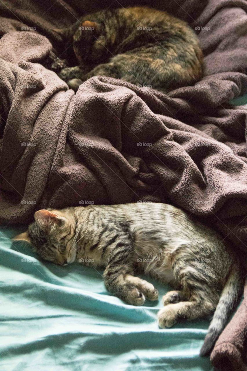 A kitten and a cat napping on a bed.