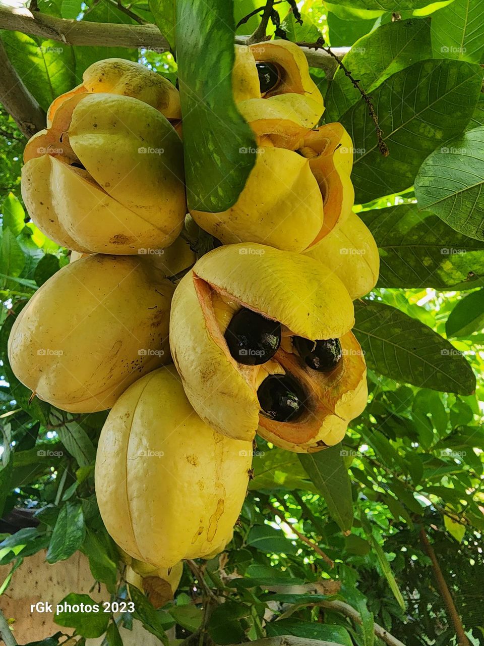 Jamaican ackee fruits
