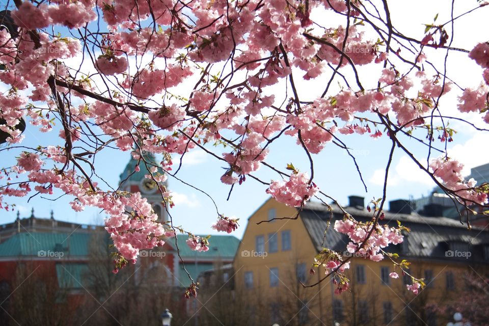 springtime in the Royal Garden, Stockholm, Sweden