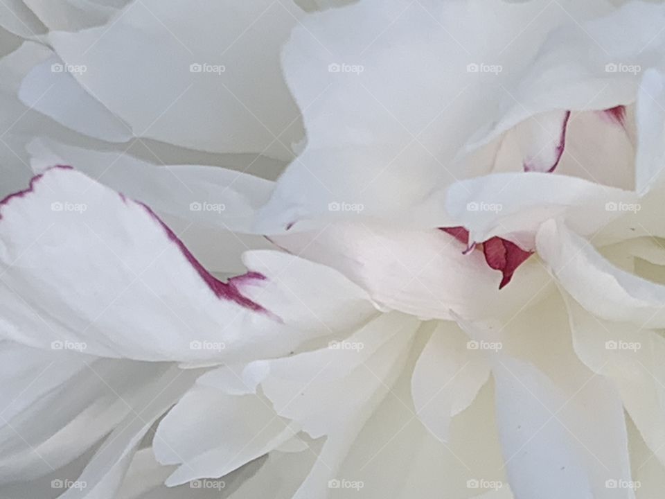 white beautiful peony