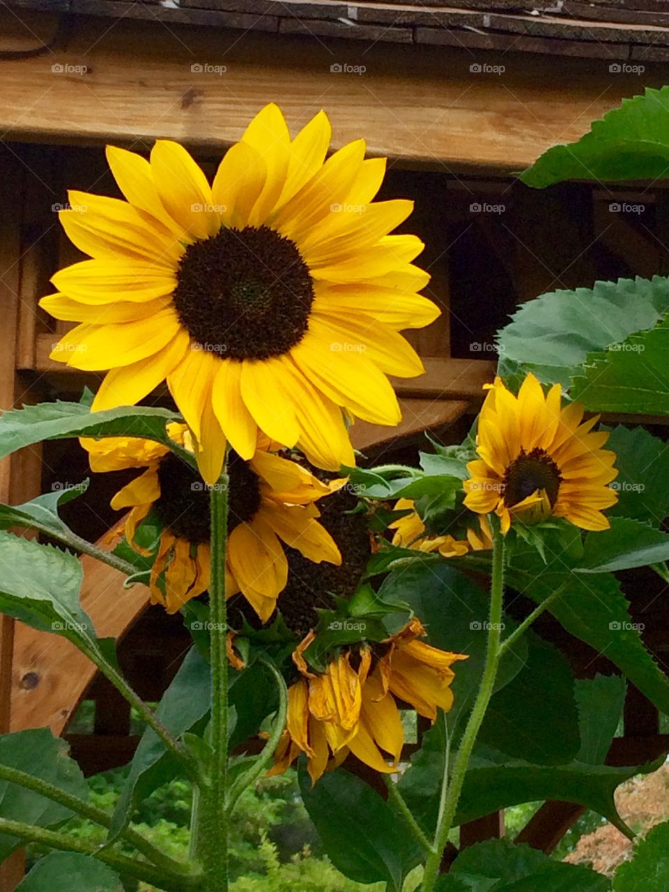 Summer time sunflowers growing in the rose garden in Penticton BC.