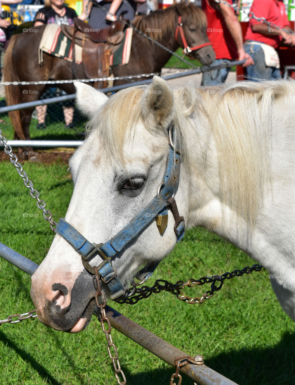 Pony ride at the state or county fair