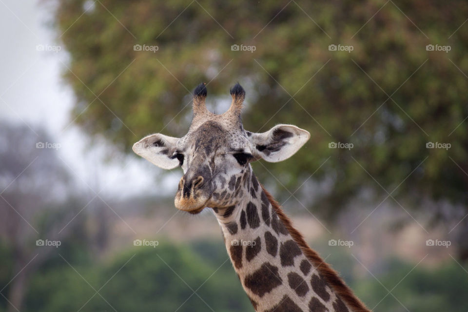 mammals animals africa kenya by mattbphotos