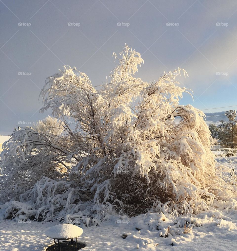 A photo of a snow covered tree with snow all around. 