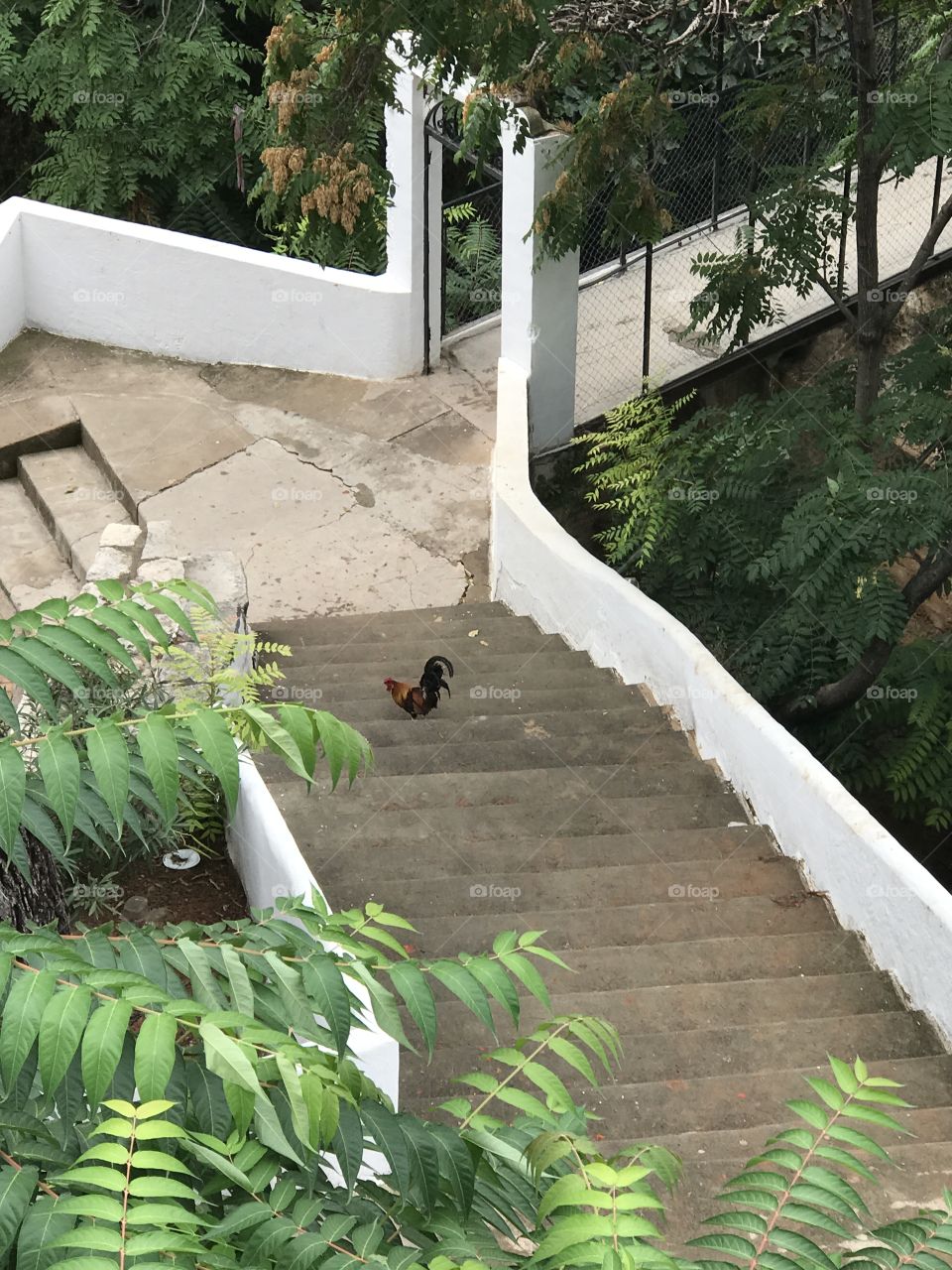 Rooster in Buñol 