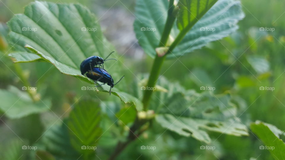 Close-up of beetle on leaf