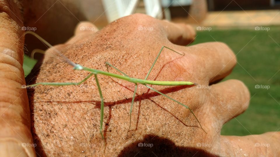 grass mantis