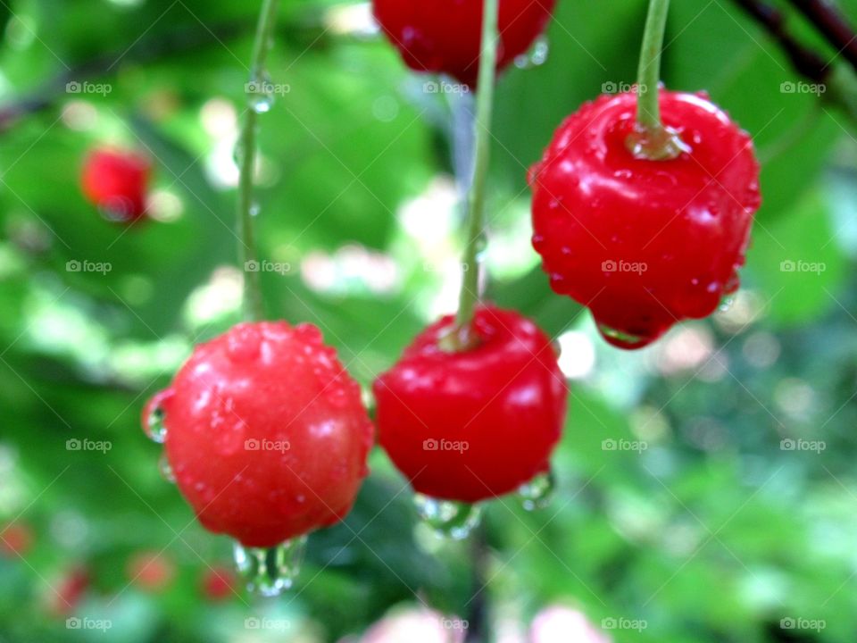 red berry, cherry in raindrops