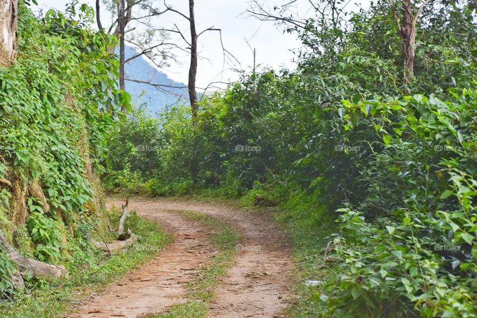 Treck path into the forest