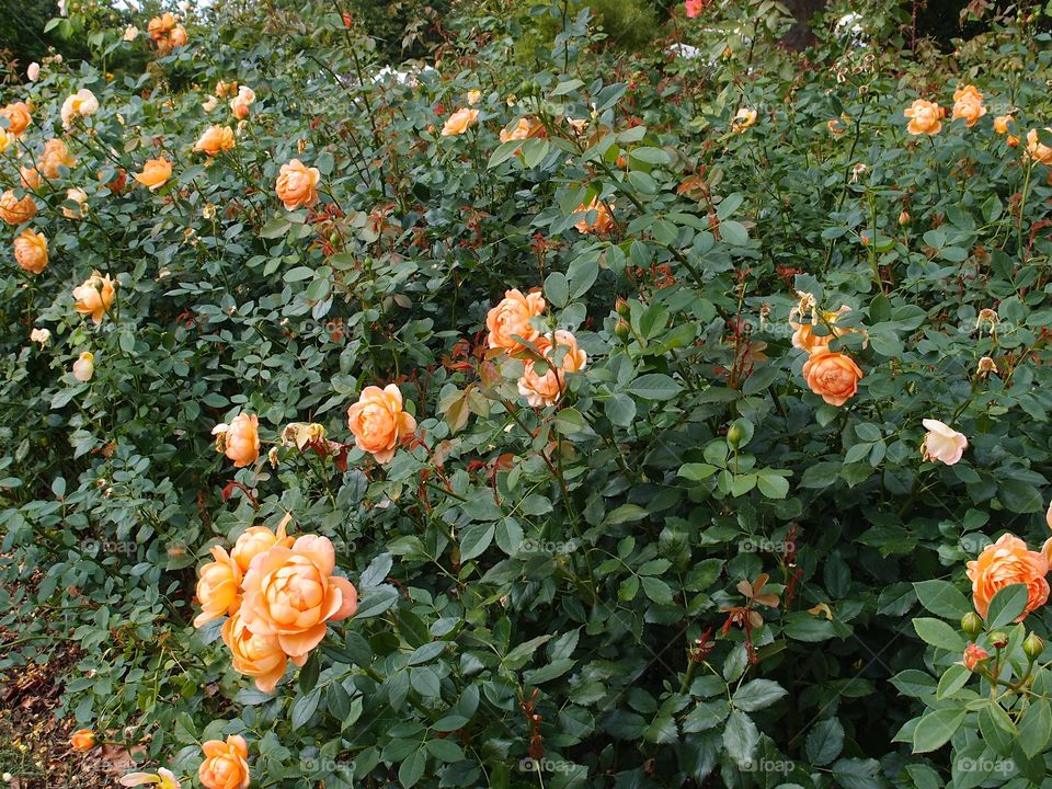 A beautiful rose garden full of multitudes of pink and yellow roses