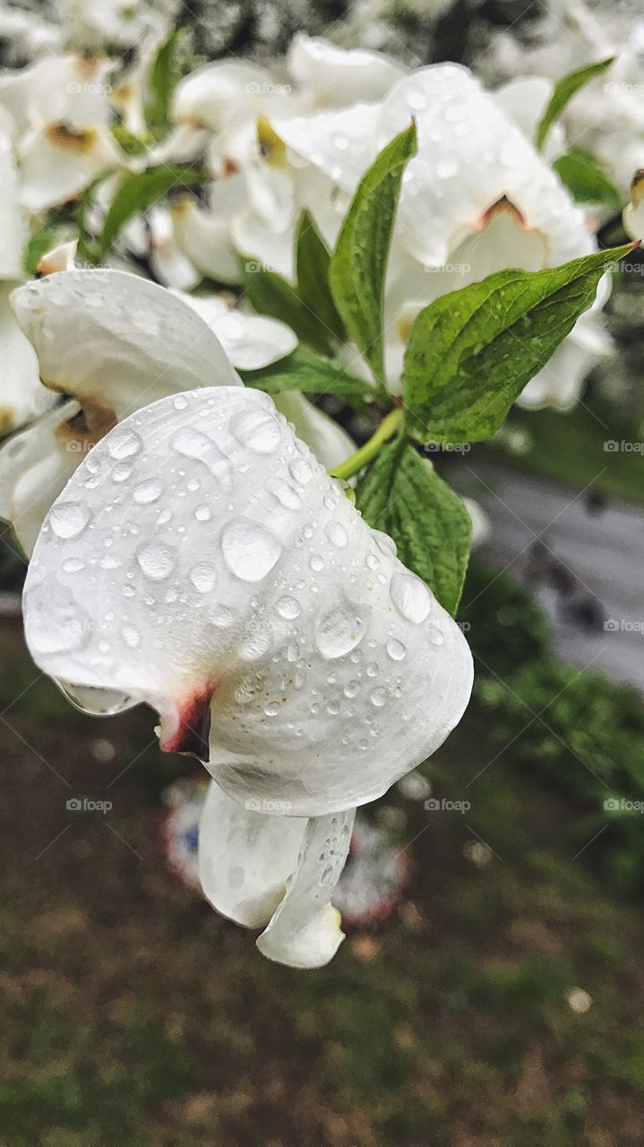 Close-up of water drop on white flower