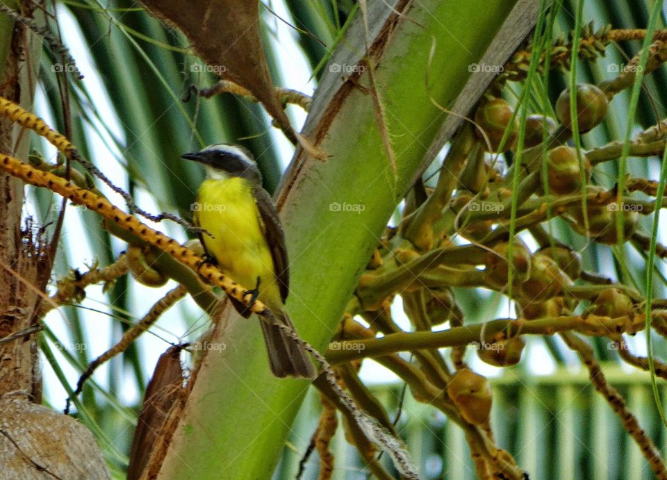 Tropical Songbird. Male Yellow Kiskadee Songbird In Mexican Jungle
