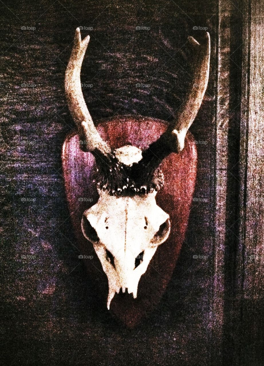 Deer skull