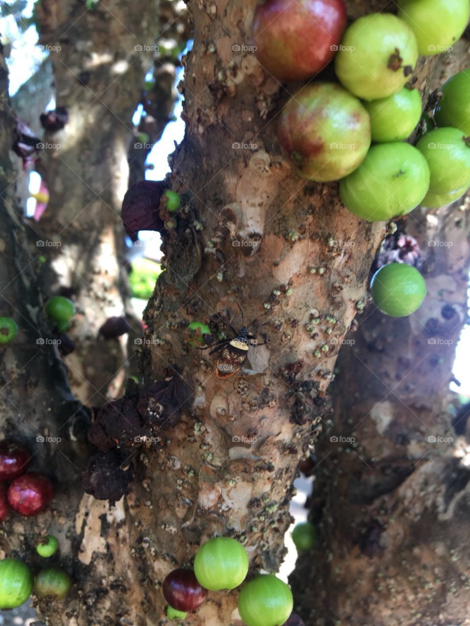 Jaboticaba