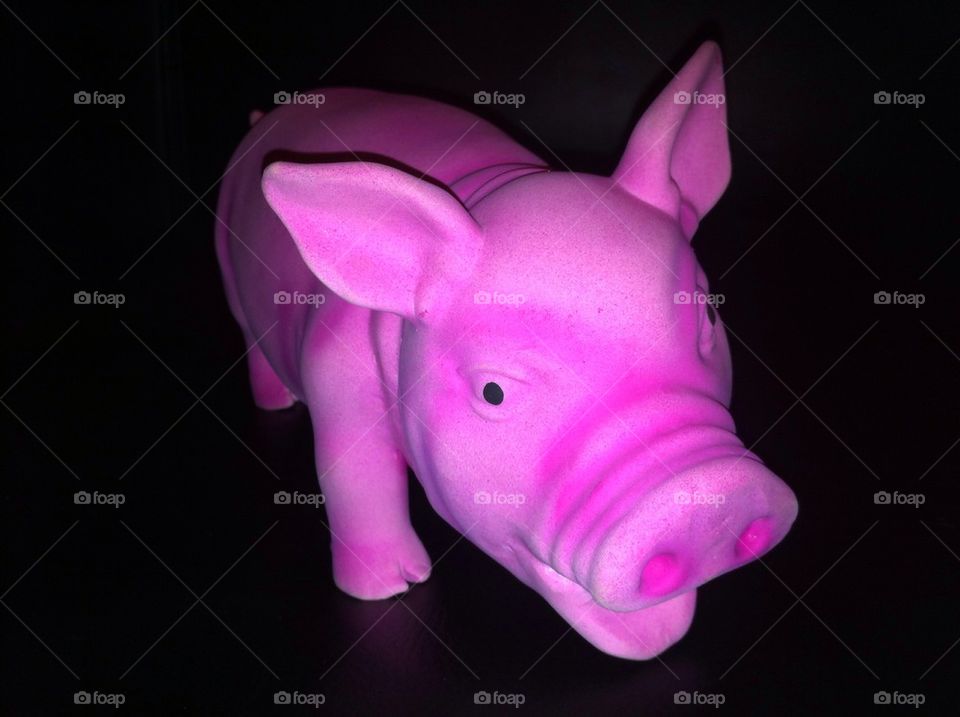 Pig