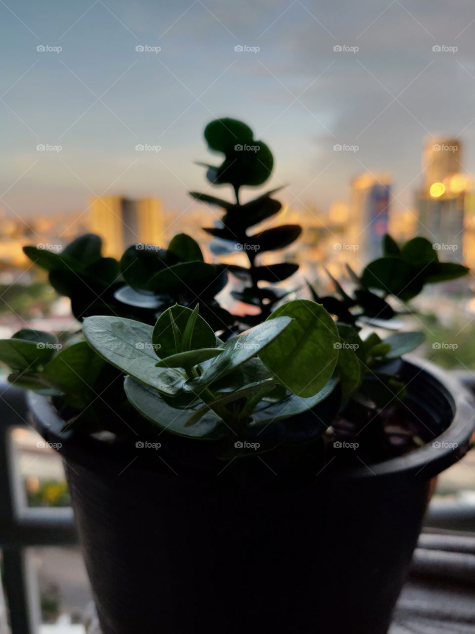 Green plants in pots placed on the balcony of the room in the evening.