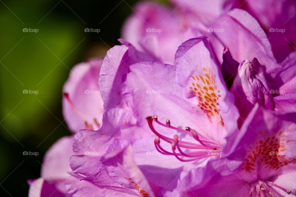 Just a picture of flowers 