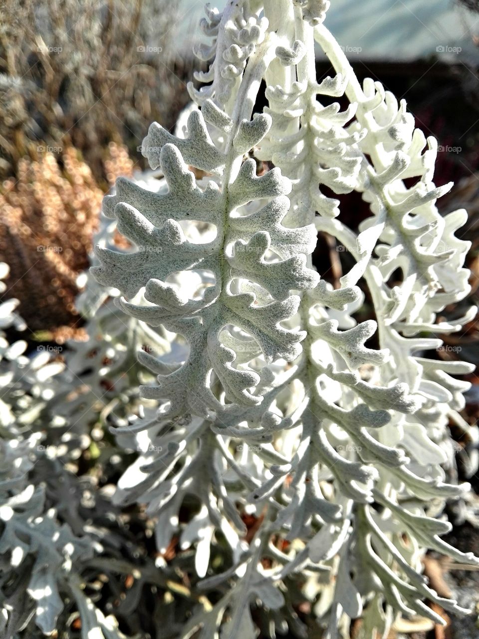 white flower