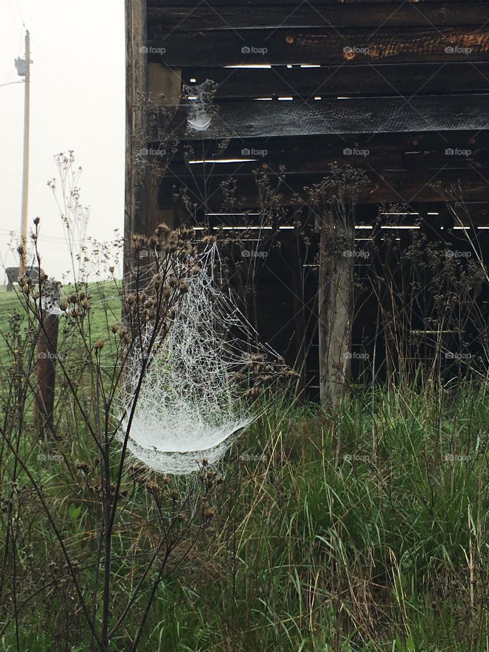 A spiderweb filled with water after a storm.