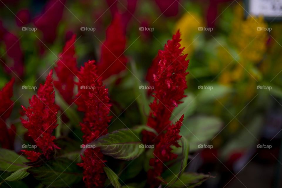 Flores vermelhas no pé