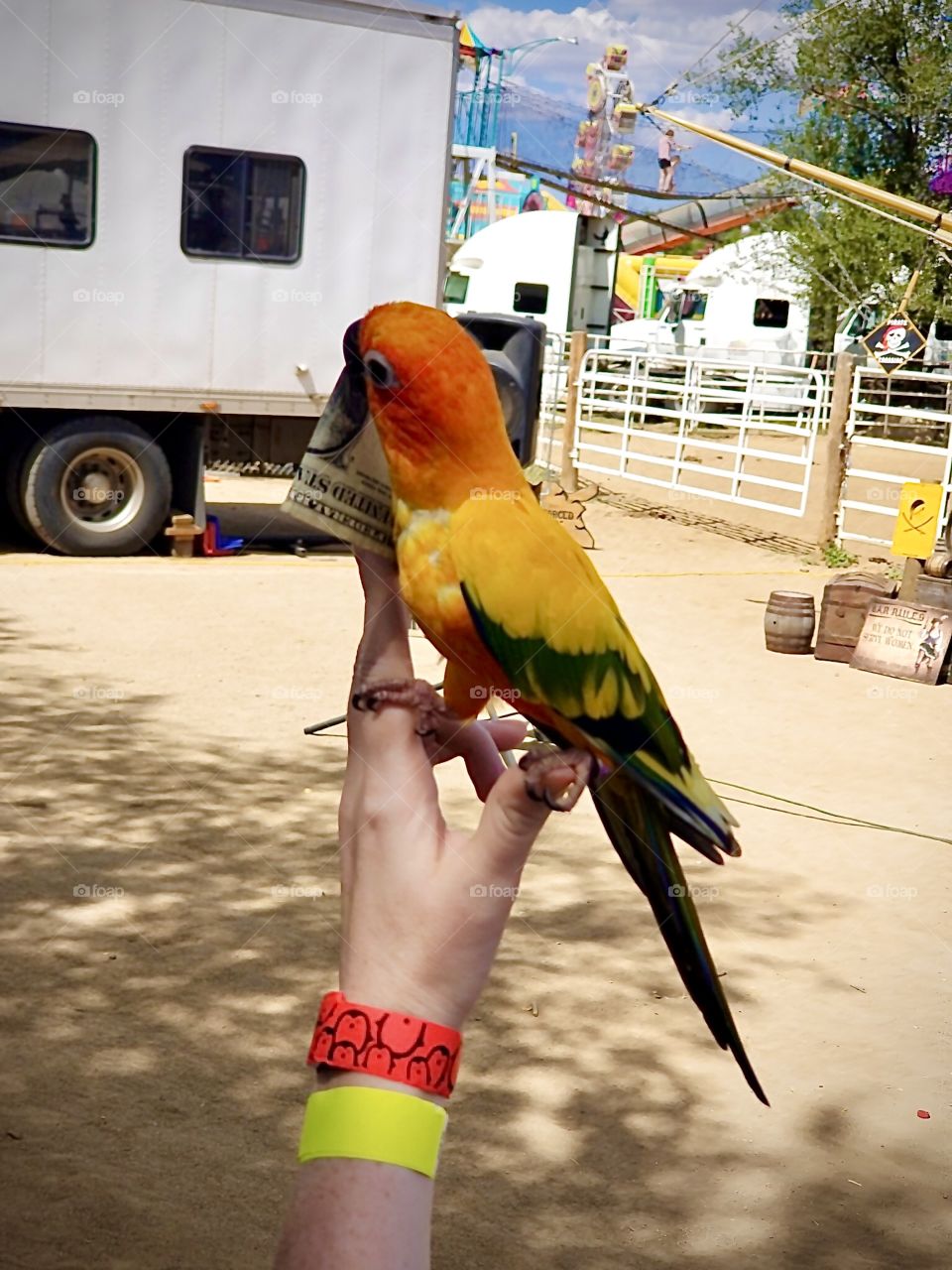 I gave this cute bird a dollar tip at my local county fair. Beautiful colors! It was an awesome show.