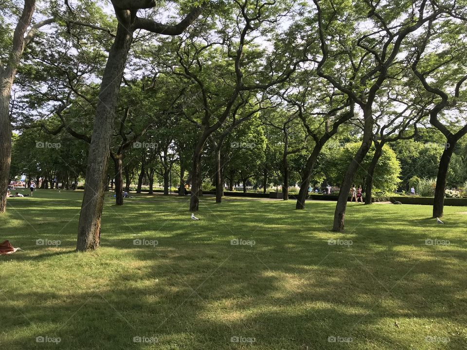 Lovely trees on a lush green lawn in the Toronto Islands. 