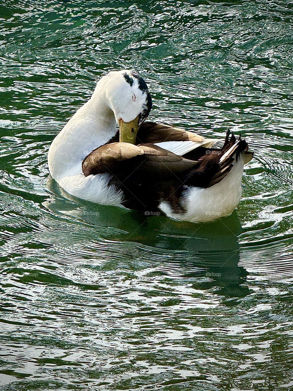 Mallard Duck Preening 