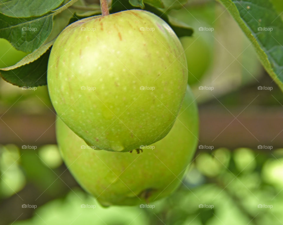 Fruits, apples on tree