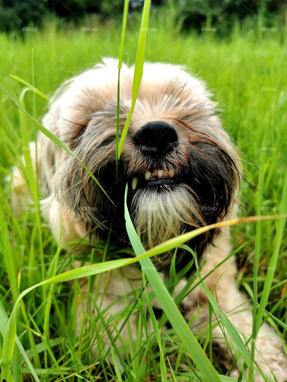 my dog in the grass