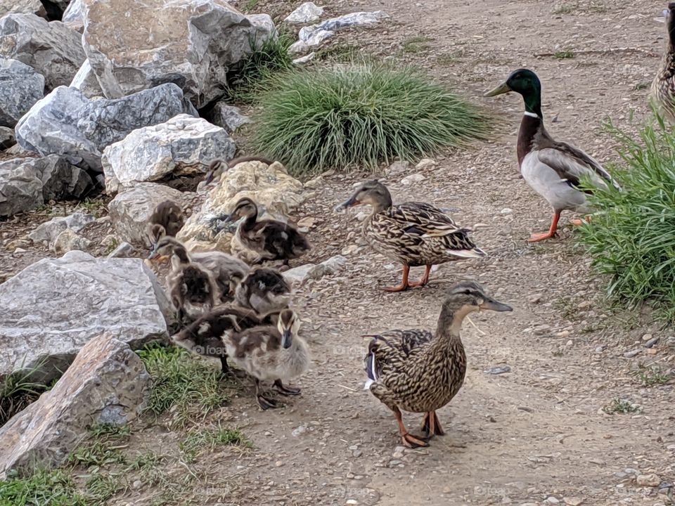 A Lake in Utah with Mommy and Baby Ducks ©️ Copyright CM Photography