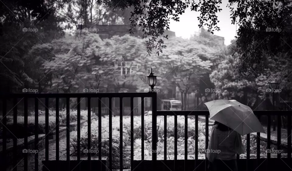 Umbrella 