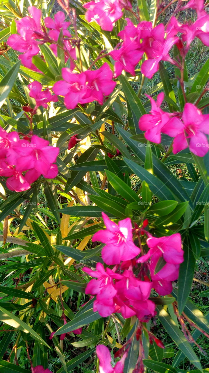 pinky flowers