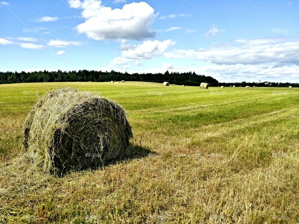 Hayrolls in a field