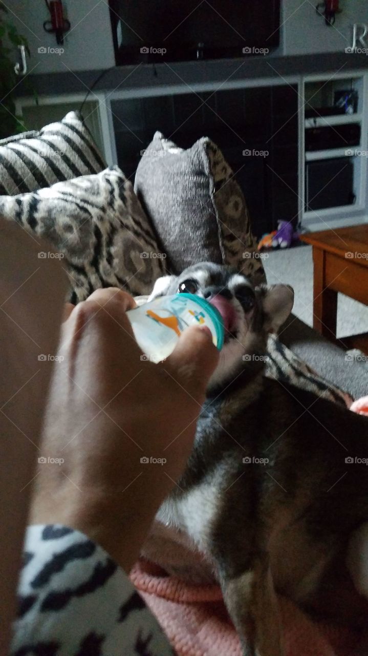 Human's hand feeding a puppy with a bottle