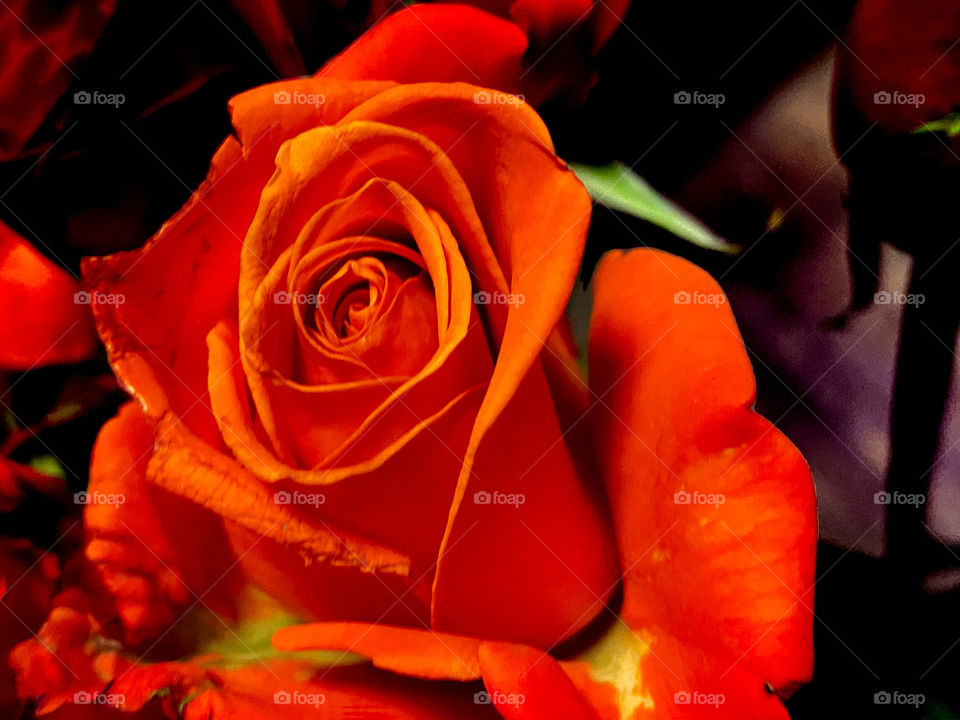 Orange rose 