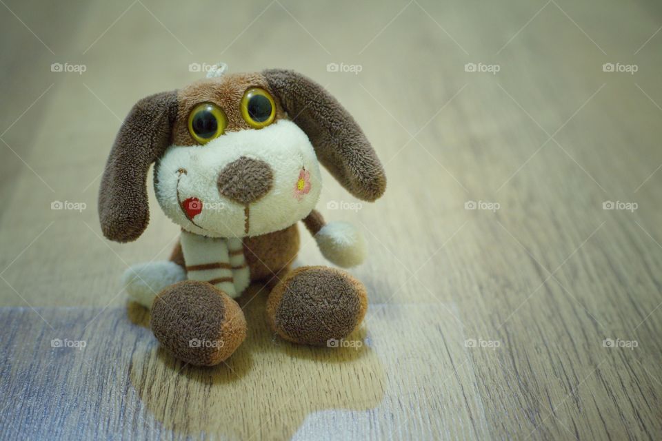 toy dog