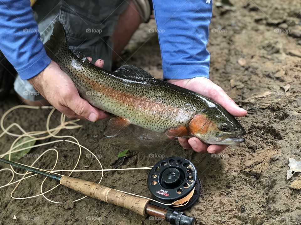 Rainbow trout fly fishing