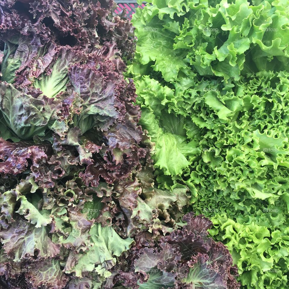 Kale lettuce