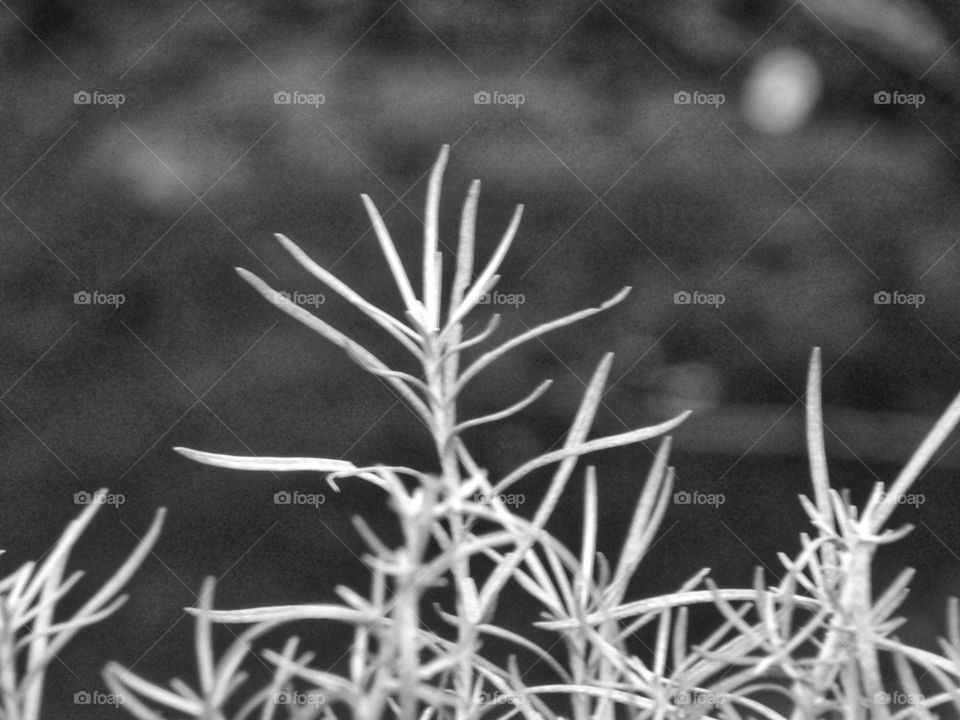 indian herb plant in monochrome