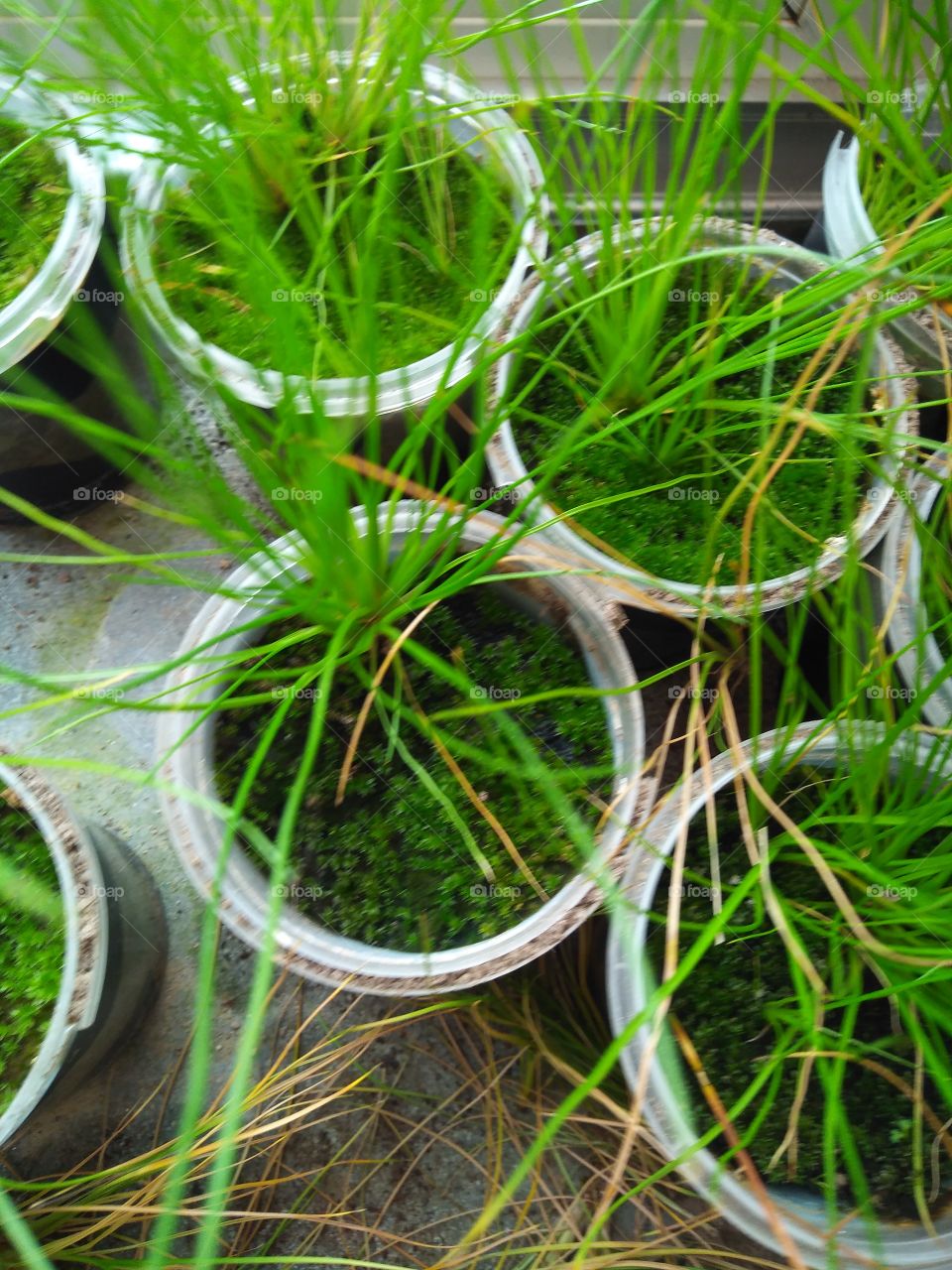 high view of indoor garden