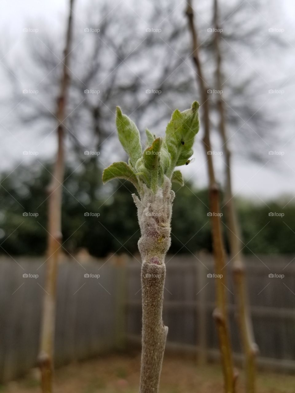 Spring has sprung. New growth on the apple tree.