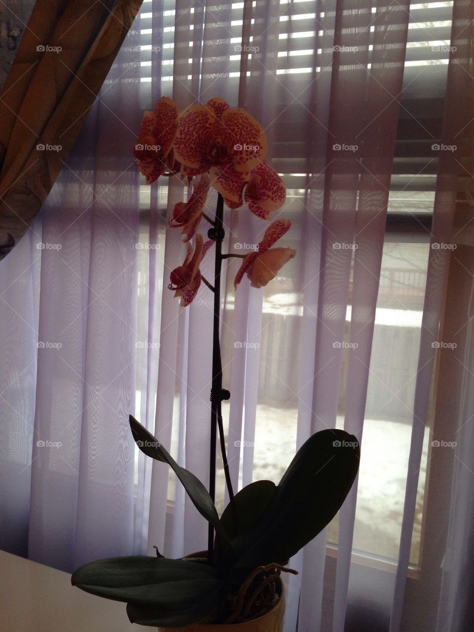 Real orchid