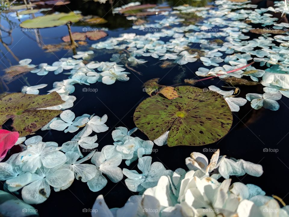 Pond with Lilypad