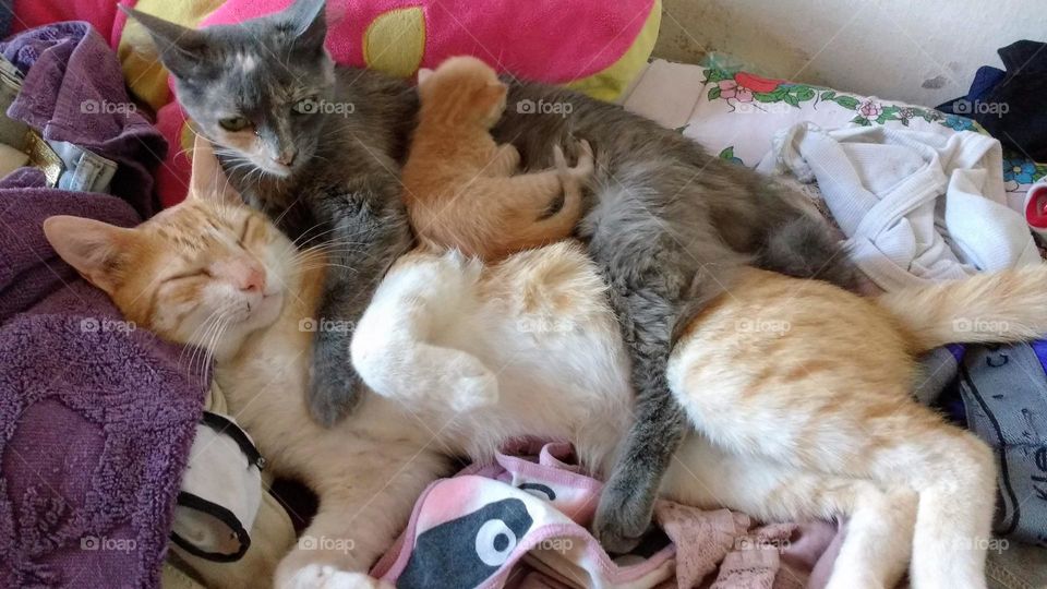 Garfield, o bebê Simba e mamãe charmosa