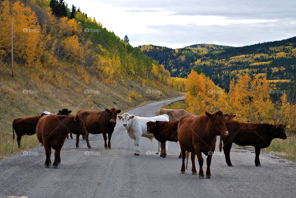 Alberta Countryside, Cows and Fall Colors